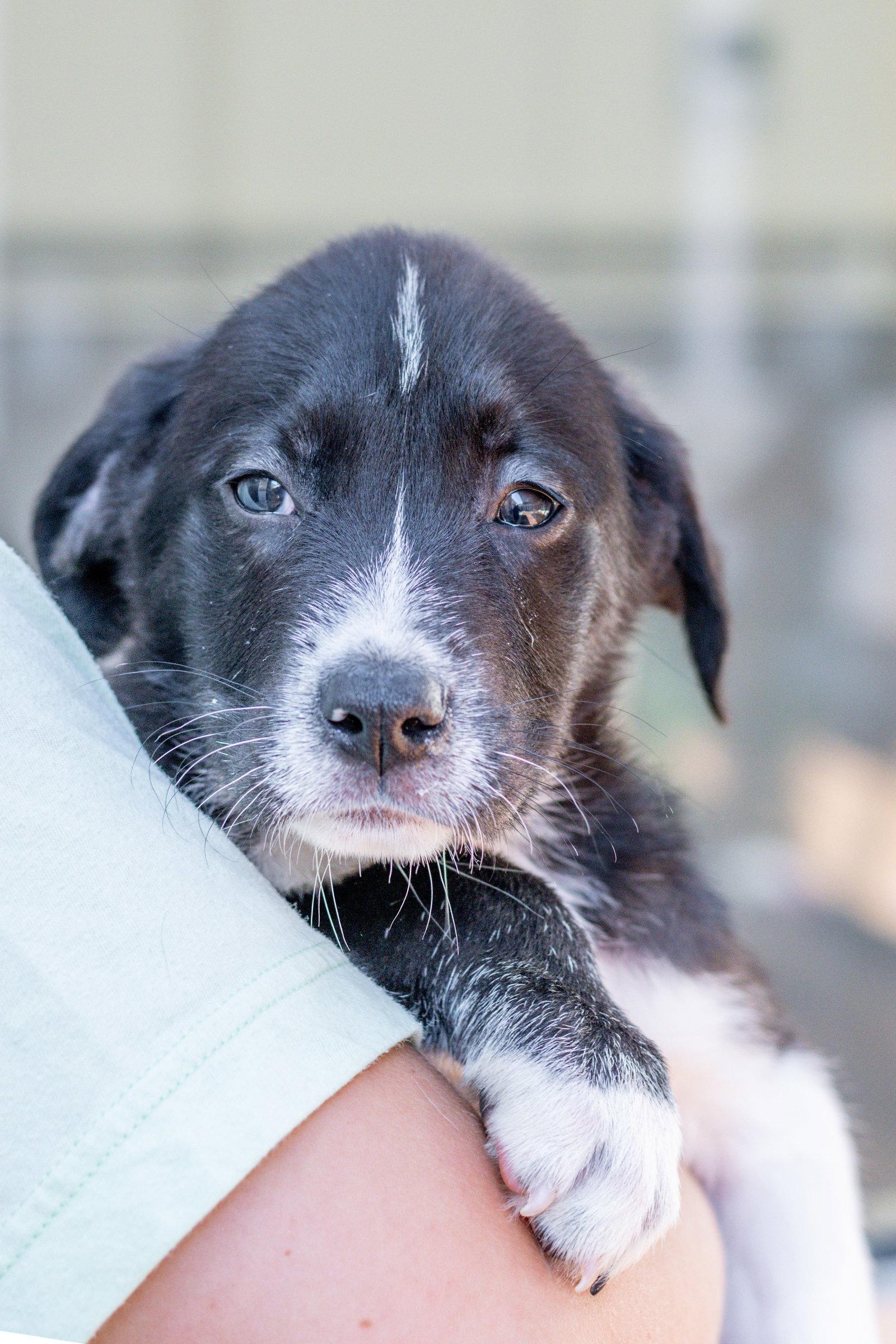 Enlarge Jimmy, a Adoptable Labrador Retriever in Hilton Head Island, SC image 3/3