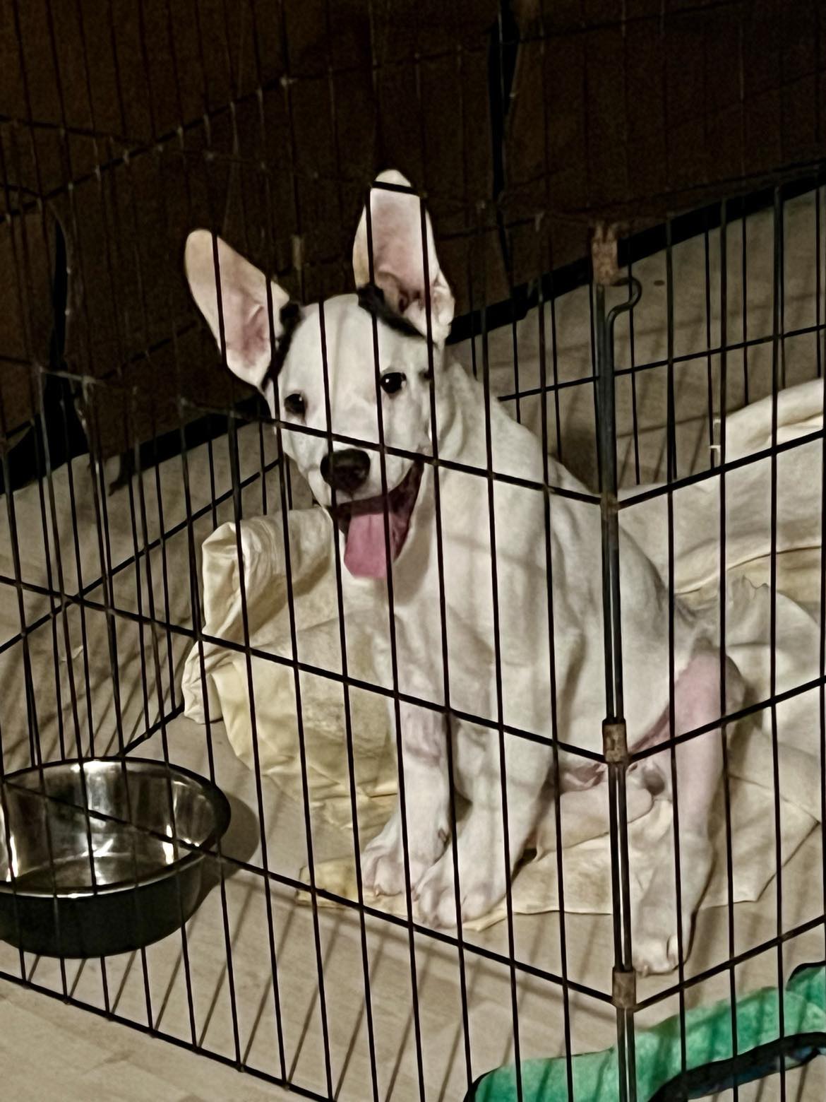 VINNIE