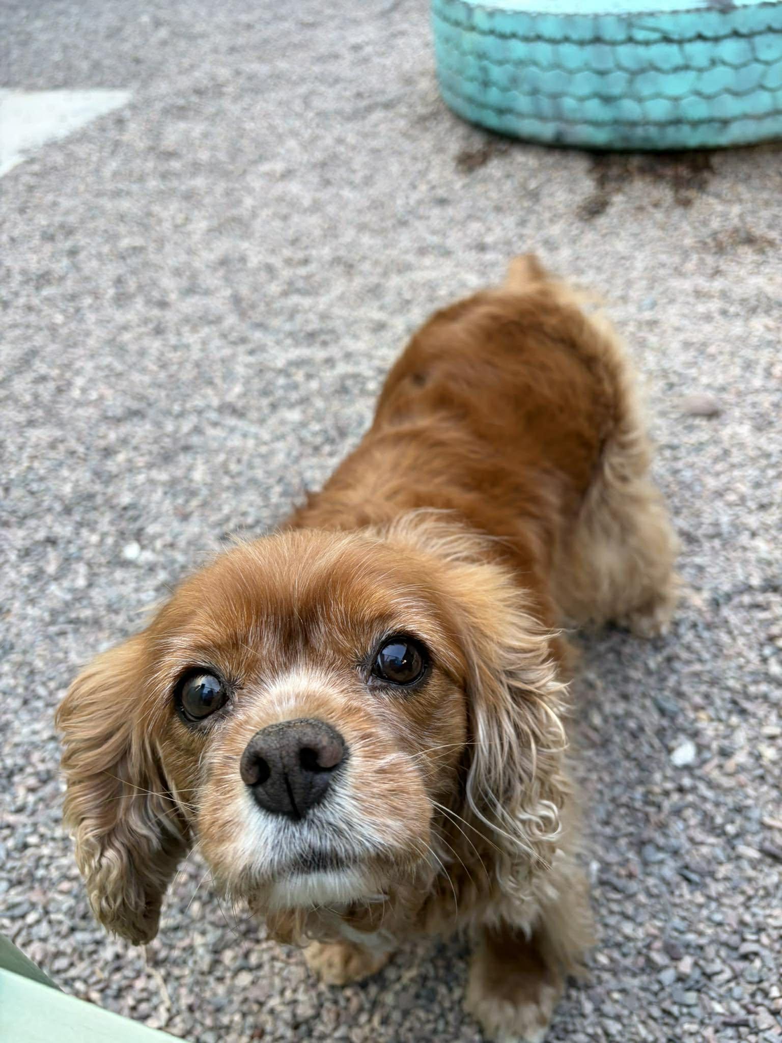 Enlarge Alibi, an adopted Cavalier King Charles Spaniel in Phoenix, AZ image 2/6
