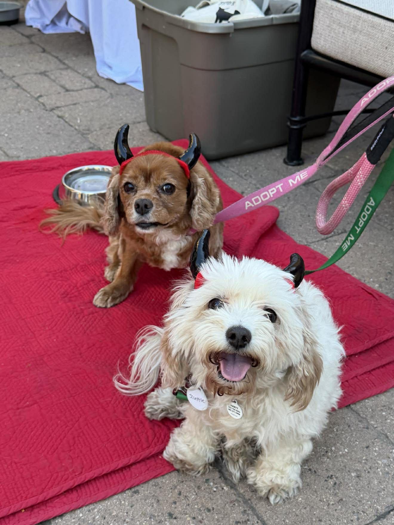 Enlarge Alibi, an adopted Cavalier King Charles Spaniel in Phoenix, AZ image 1/6