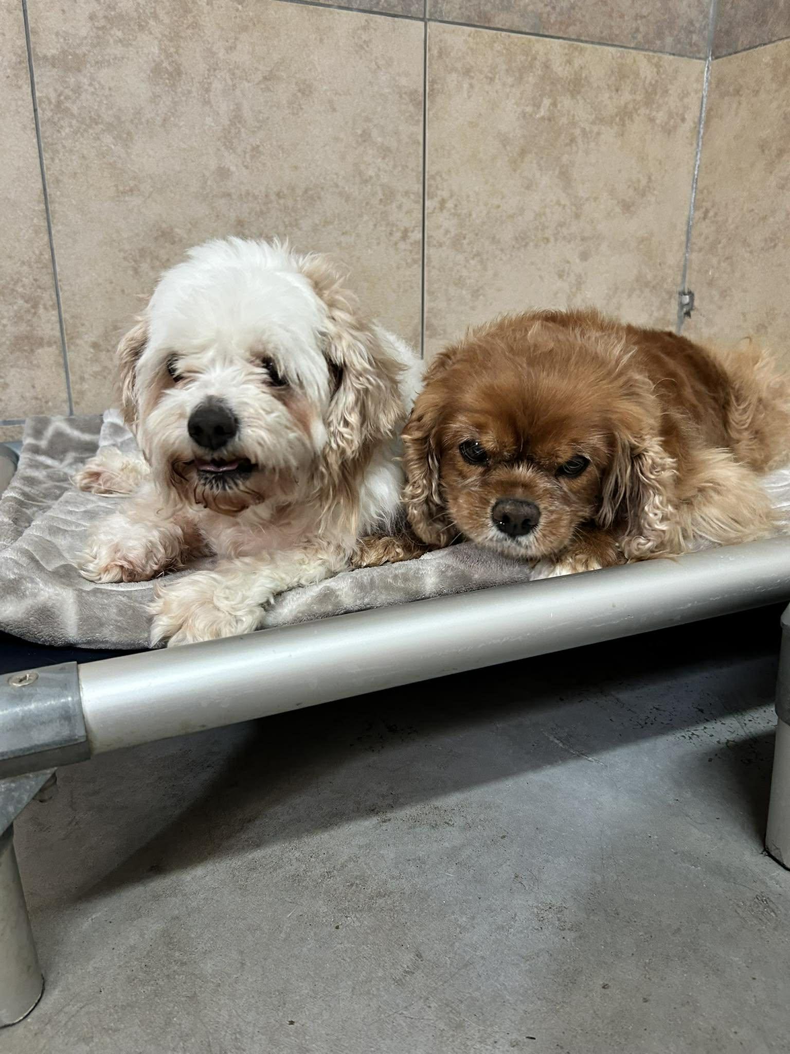 Enlarge Alibi, an adopted Cavalier King Charles Spaniel in Phoenix, AZ image 3/6