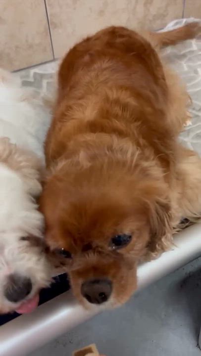 Enlarge Alibi, an adopted Cavalier King Charles Spaniel in Phoenix, AZ video 4/6