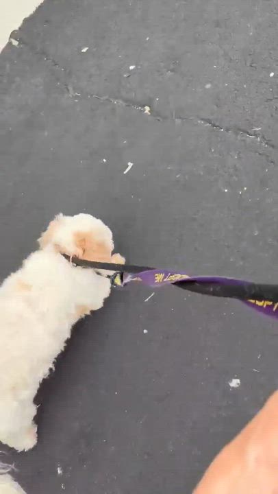 Enlarge Alibi, an adopted Cavalier King Charles Spaniel in Phoenix, AZ video 5/6