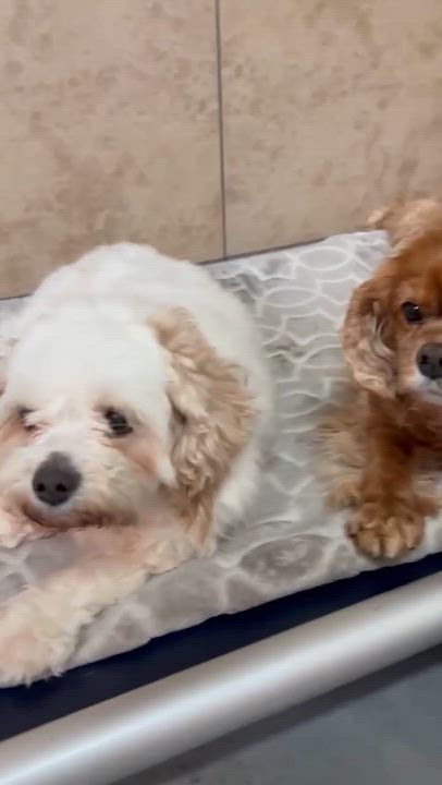 Enlarge Alibi, an adopted Cavalier King Charles Spaniel in Phoenix, AZ video 6/6