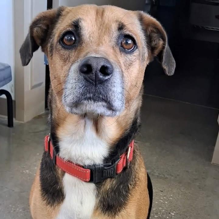 Enlarge Bilbo Baggins, a Adoptable mixed breed in Vinita, OK image 4/6