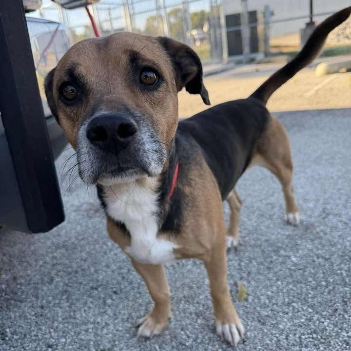 Enlarge Bilbo Baggins, a Adoptable mixed breed in Vinita, OK image 3/5