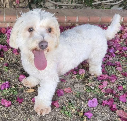 Maisey, a ADOPTABLE mixed breed in Henderson, NV image 3/4