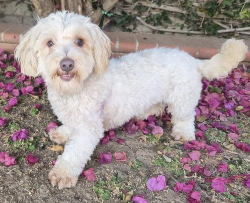 Maisey, a ADOPTABLE mixed breed in Henderson, NV image 4/4