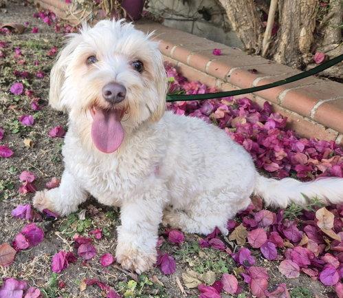 Maisey, a ADOPTABLE mixed breed in Henderson, NV image 2/4