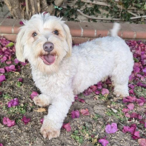 Maisey, ADOPTABLE, Young Female Maltipoo & Maltese.