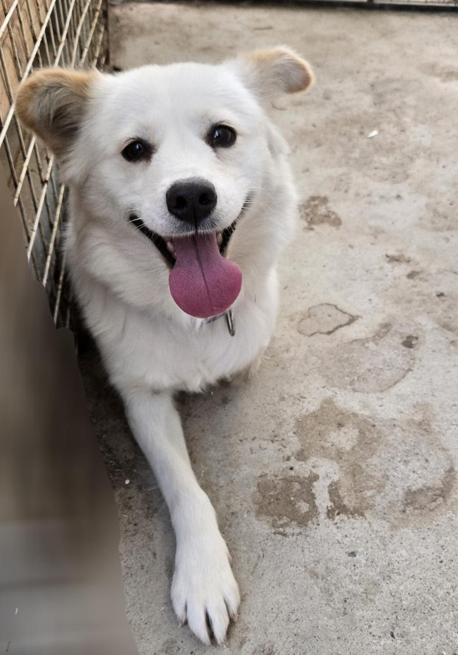 Enlarge Audrey, an adopted mixed breed in Duluth, GA image 1/5