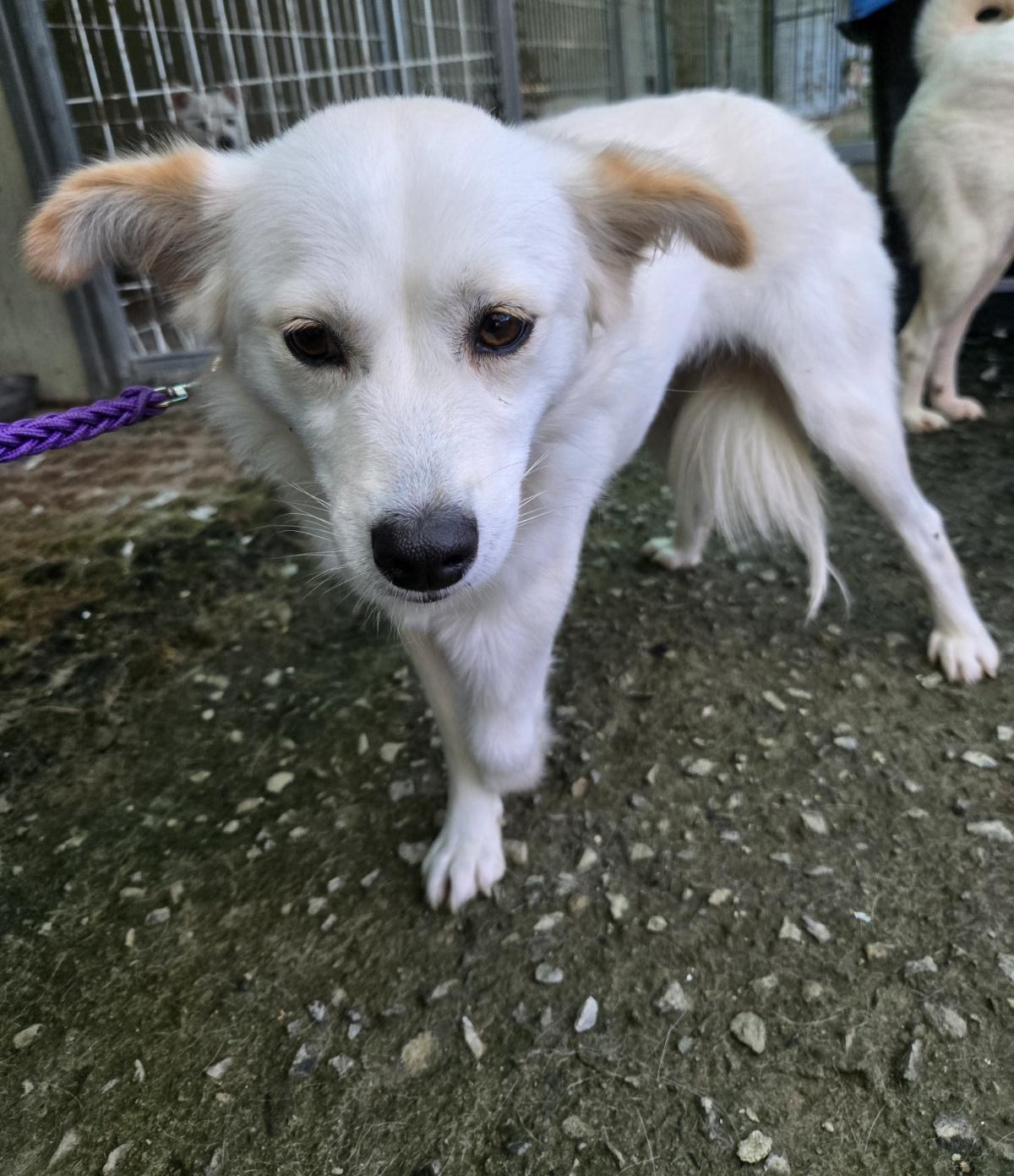 Enlarge Audrey, an adopted mixed breed in Duluth, GA image 2/5