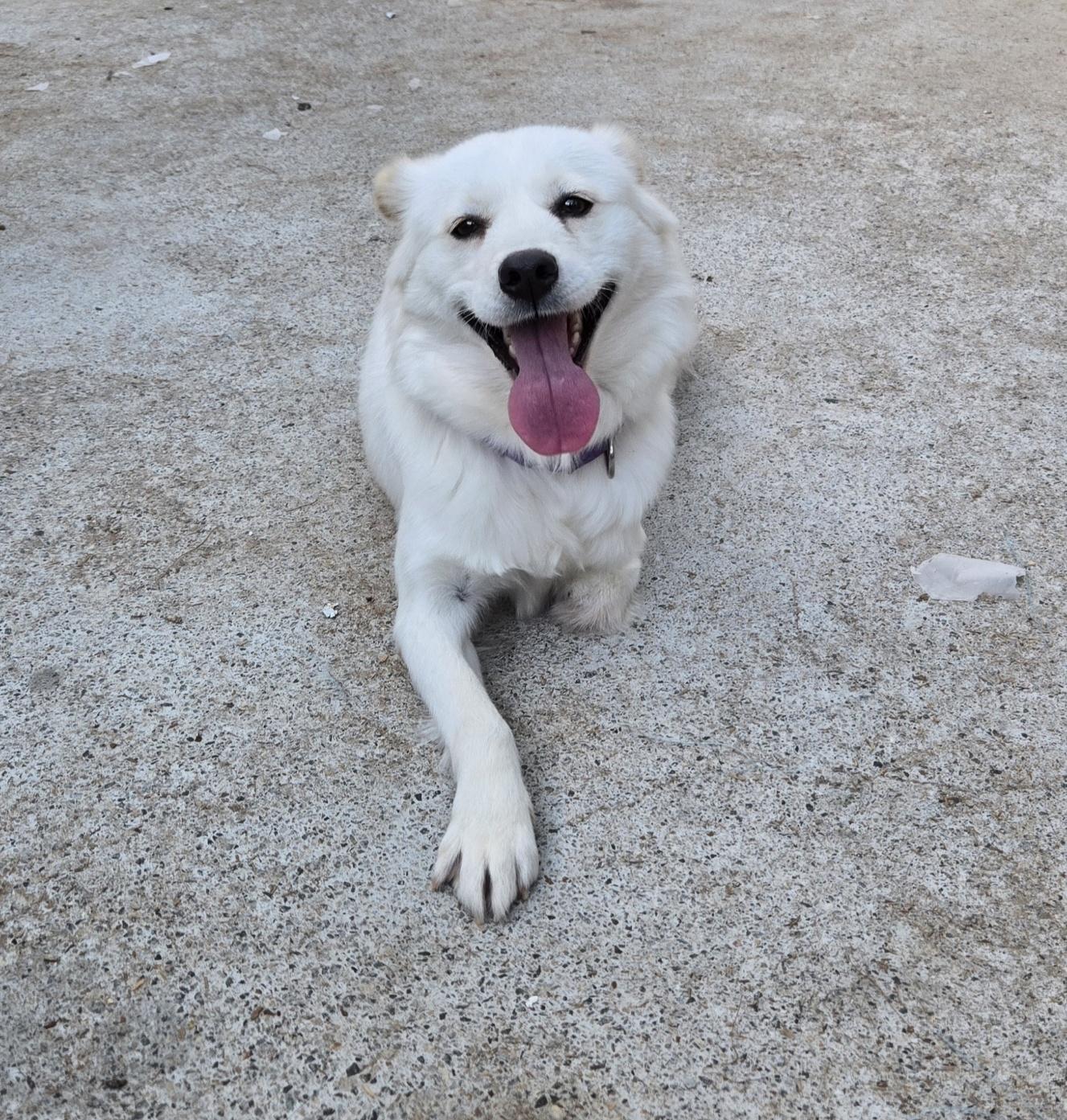 Enlarge Audrey, an adopted mixed breed in Duluth, GA image 3/5