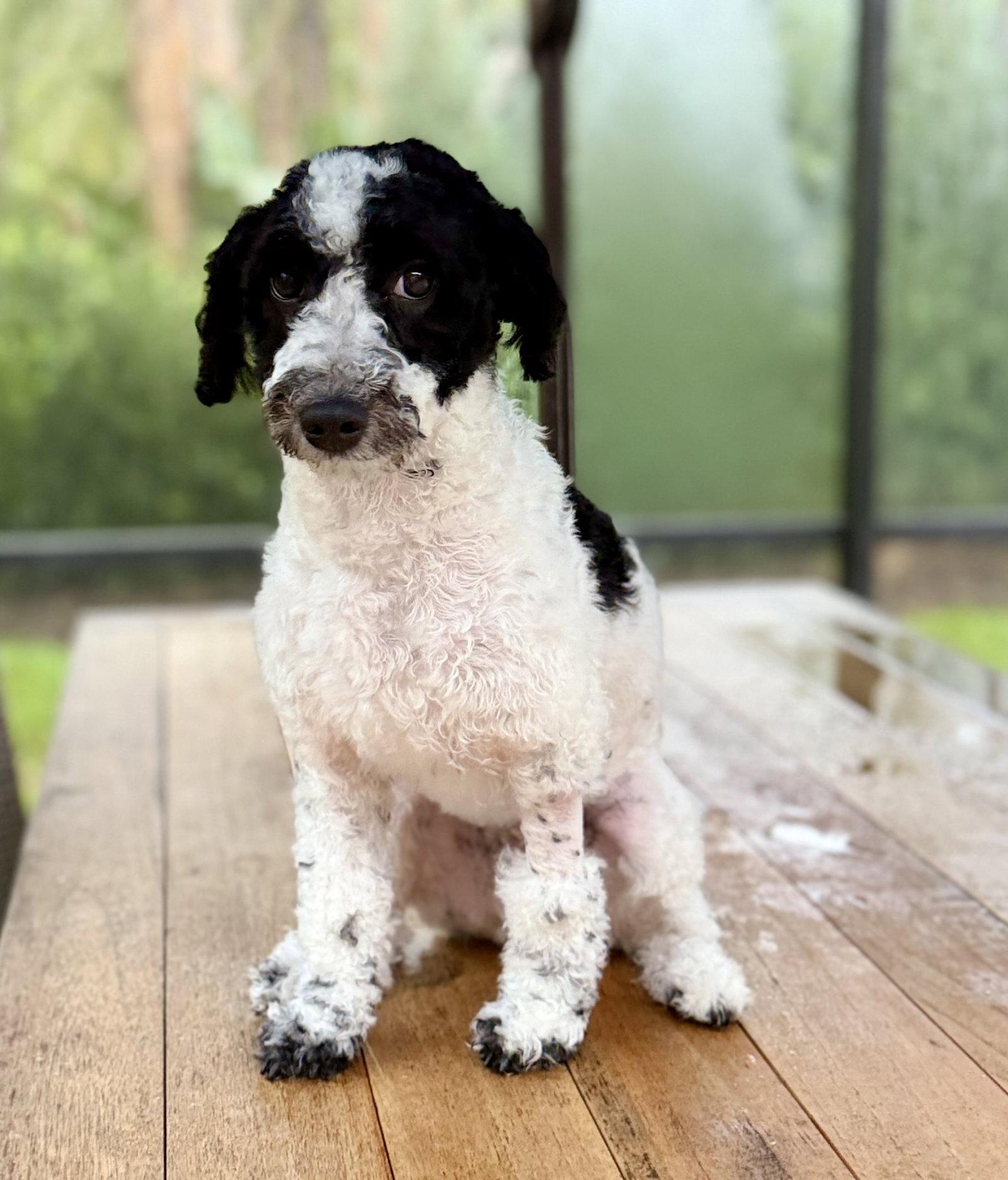 Bennie Doodle, Adoptable, Young Male Bernese Mountain Dog & Poodle.