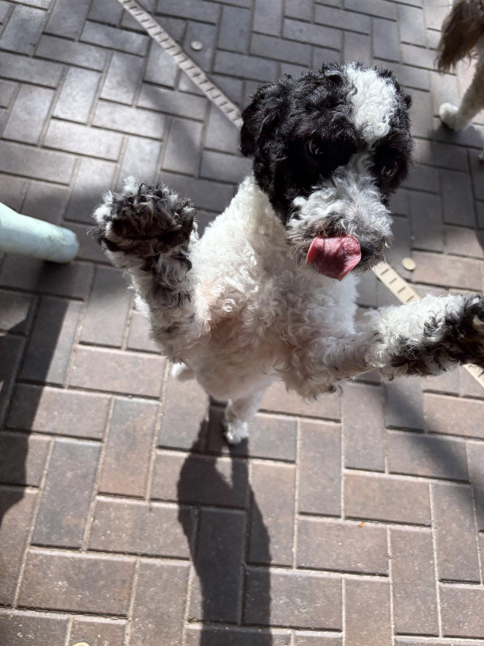 Enlarge Bennie Doodle, a Adoptable mixed breed in Valrico, FL image 2/3