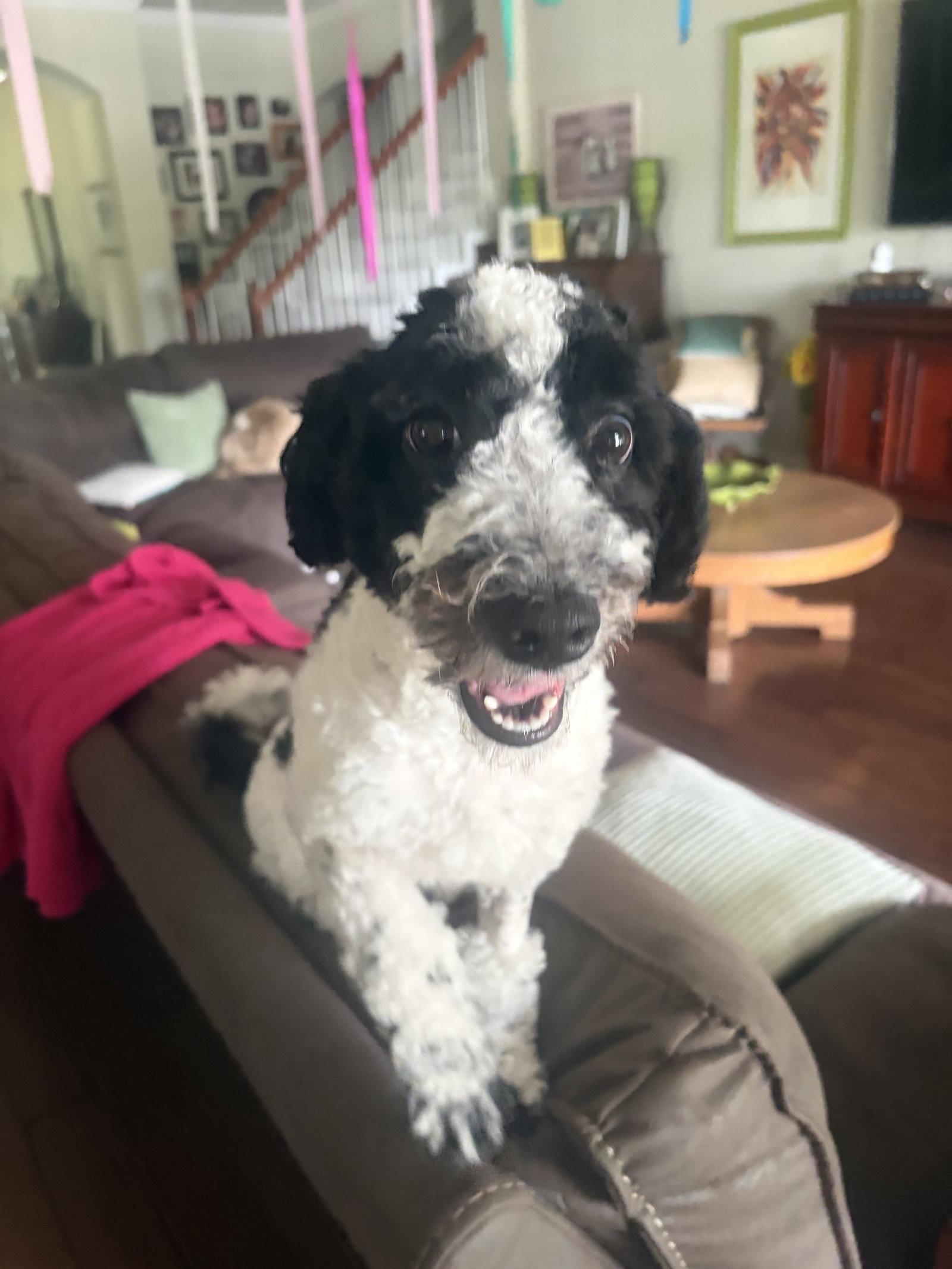 Enlarge Bennie Doodle, a Adoptable mixed breed in Valrico, FL image 3/3