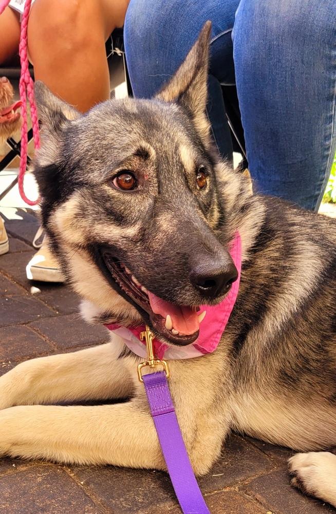 Sapphire, a Adoptable mixed breed in Jamul, CA image 1/6