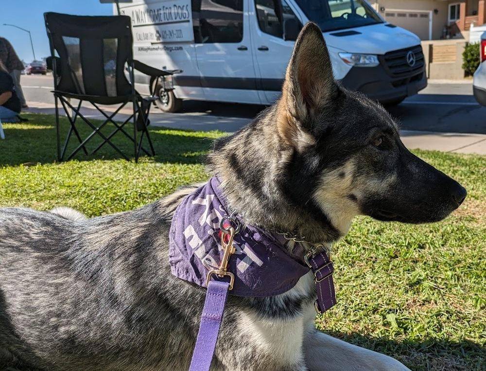Sapphire, a Adoptable mixed breed in Jamul, CA image 2/6