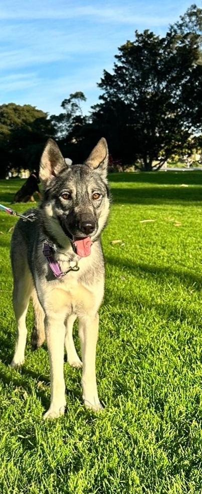 Sapphire, a Adoptable mixed breed in Jamul, CA image 3/6