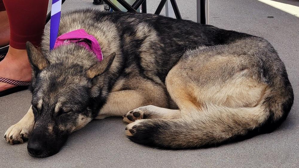 Sapphire, a Adoptable mixed breed in Jamul, CA image 4/6