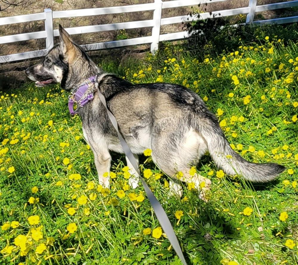 Sapphire, a Adoptable mixed breed in Jamul, CA image 5/6