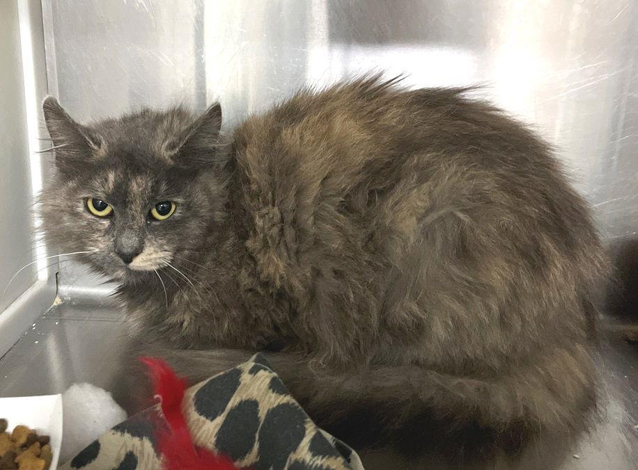 Iggy, Adopted, Young Female Domestic Long Hair & Dilute Tortoiseshell.