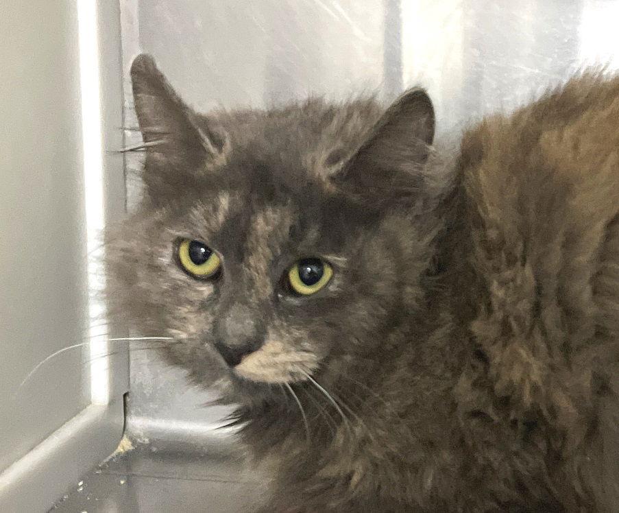 Iggy, a Adopted mixed breed in Carrollton, GA image 2/3