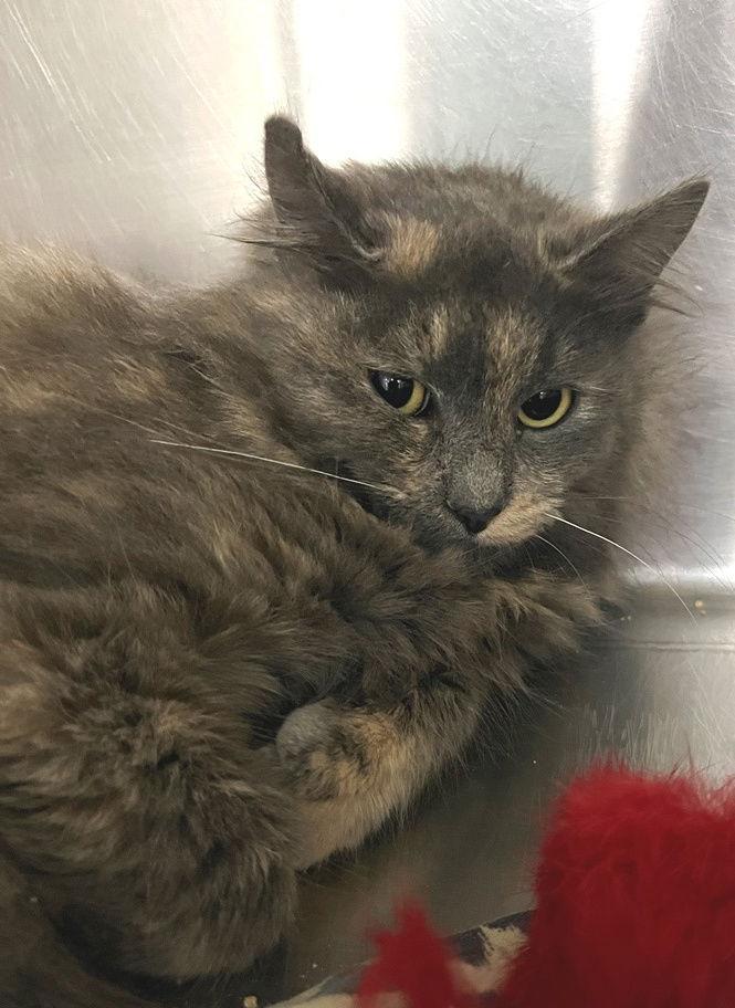 Iggy, a Adopted mixed breed in Carrollton, GA image 3/3