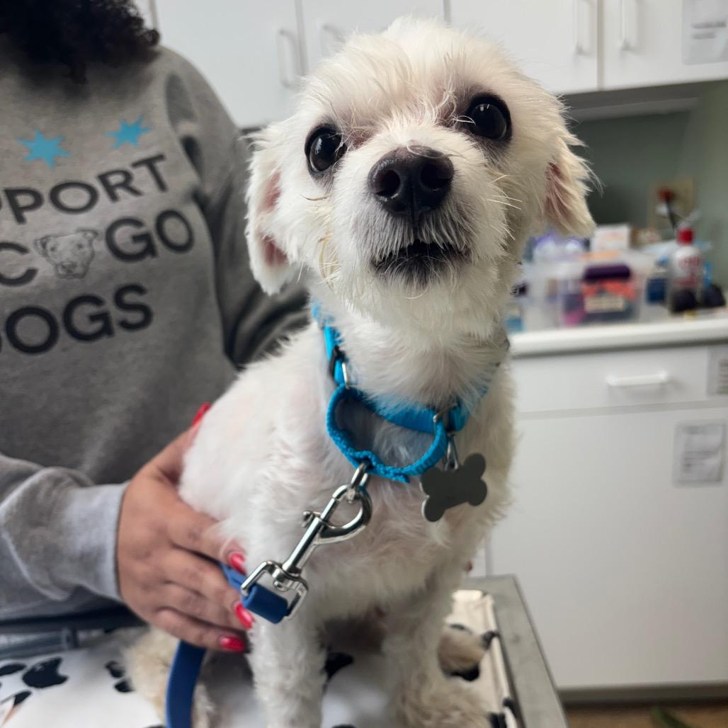 Tobe, Adoptable, Senior Male Maltese.
