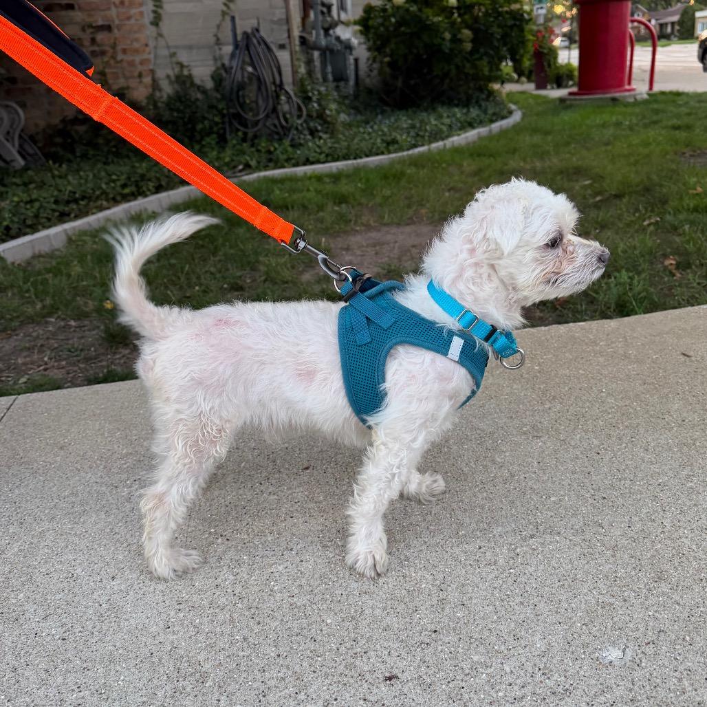 Enlarge Tobe, a Adoptable Maltese in Skokie, IL image 2/4