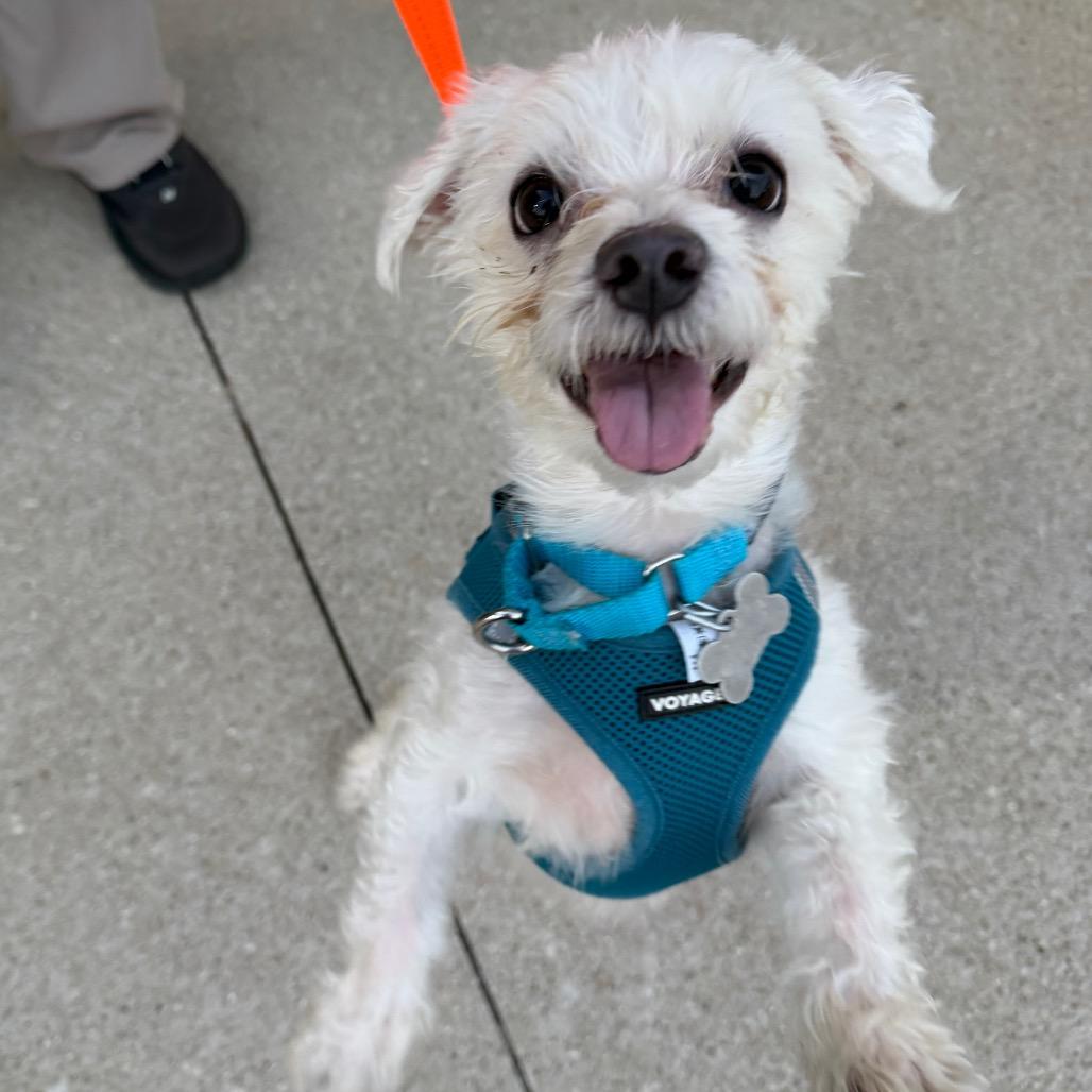 Enlarge Tobe, a Adoptable Maltese in Skokie, IL image 3/4