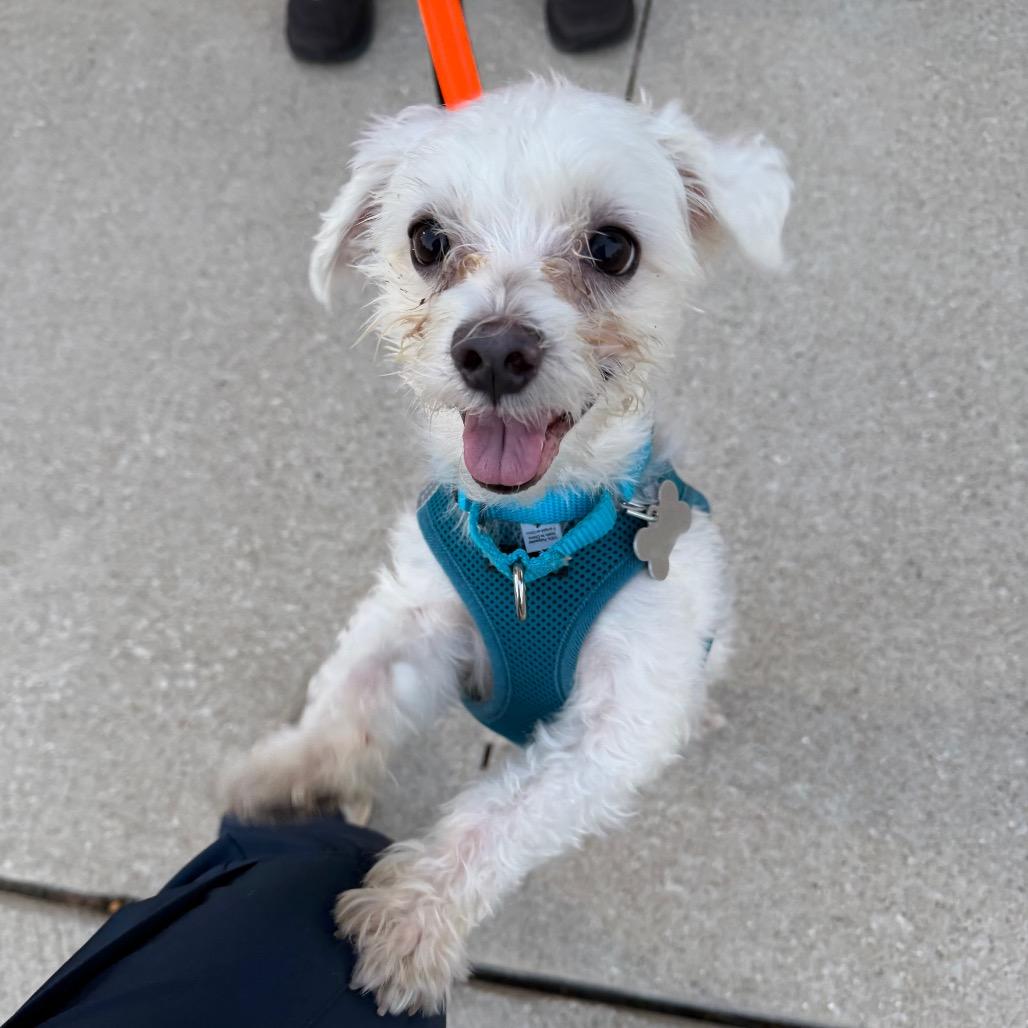 Enlarge Tobe, a Adoptable Maltese in Skokie, IL image 4/4