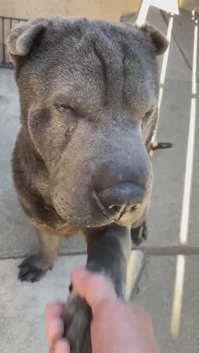 Enlarge ADOPTED! Cassie, a Adopted Shar-Pei in Vancouver, BC video 1/5