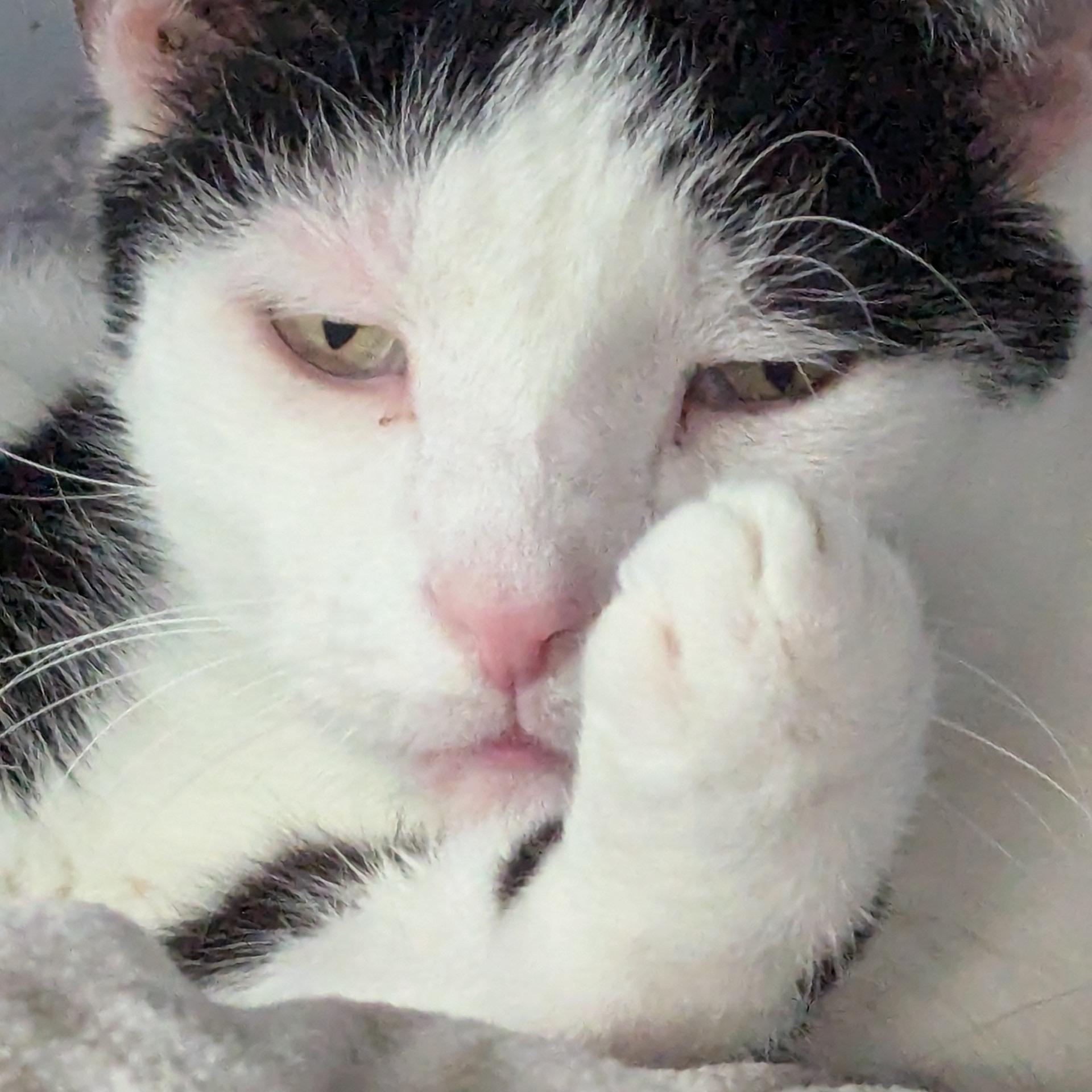 Tux, Adoptable, Adult Male Domestic Short Hair.