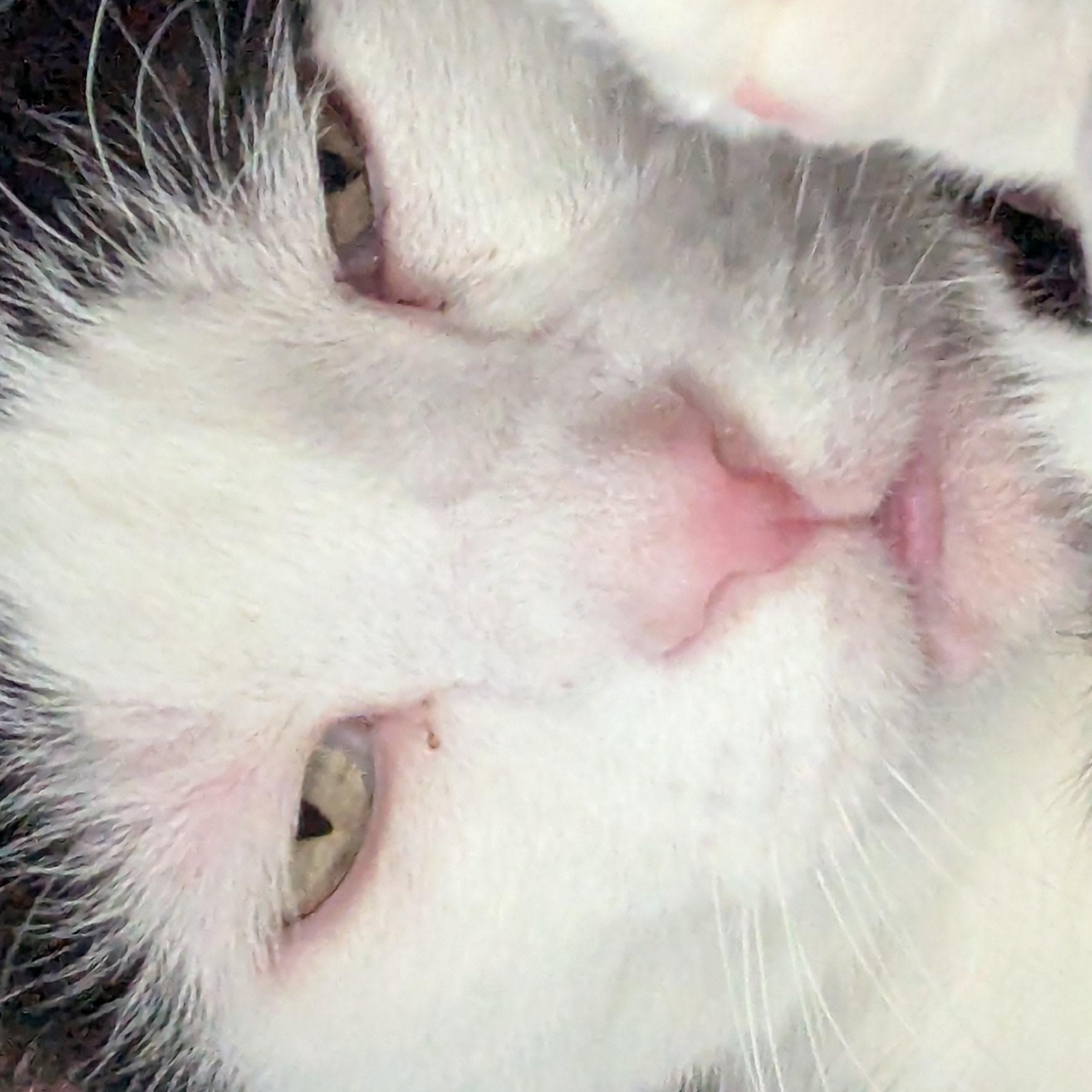 Enlarge Tux, a Adoptable Domestic Short Hair in Keego Harbor, MI image 2/2