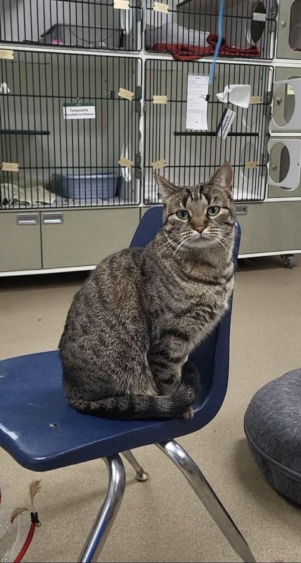 Feta, Adoptable, Adult Female Domestic Short Hair.