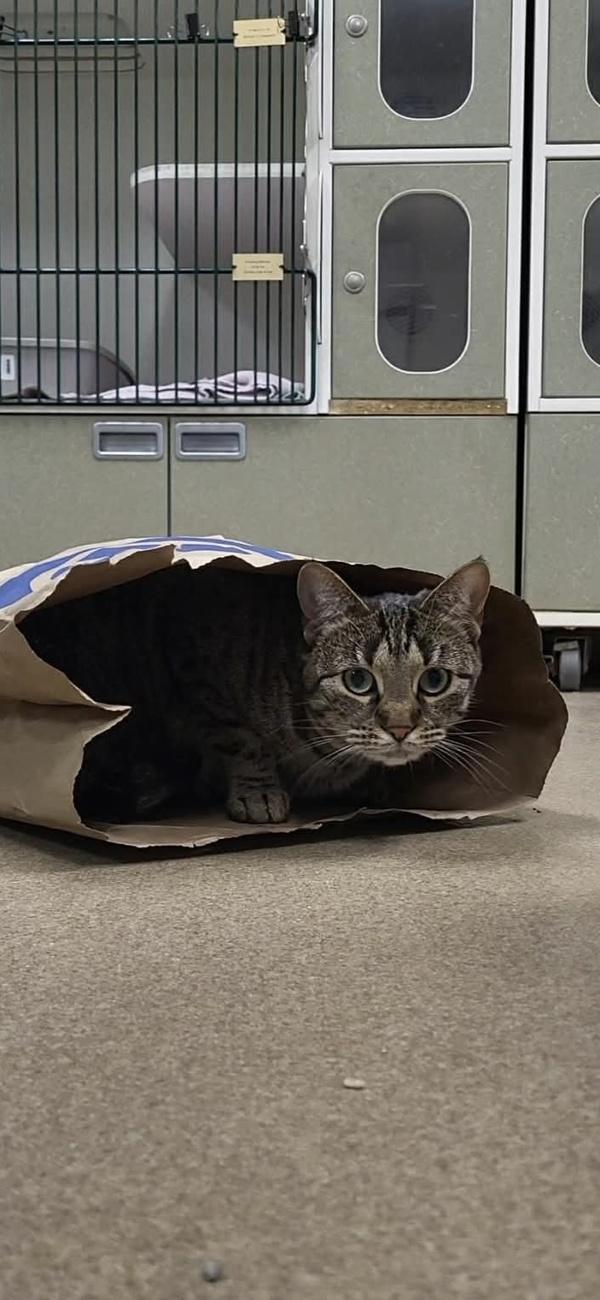 Enlarge Feta, a Adoptable mixed breed in Columbus, OH image 2/2