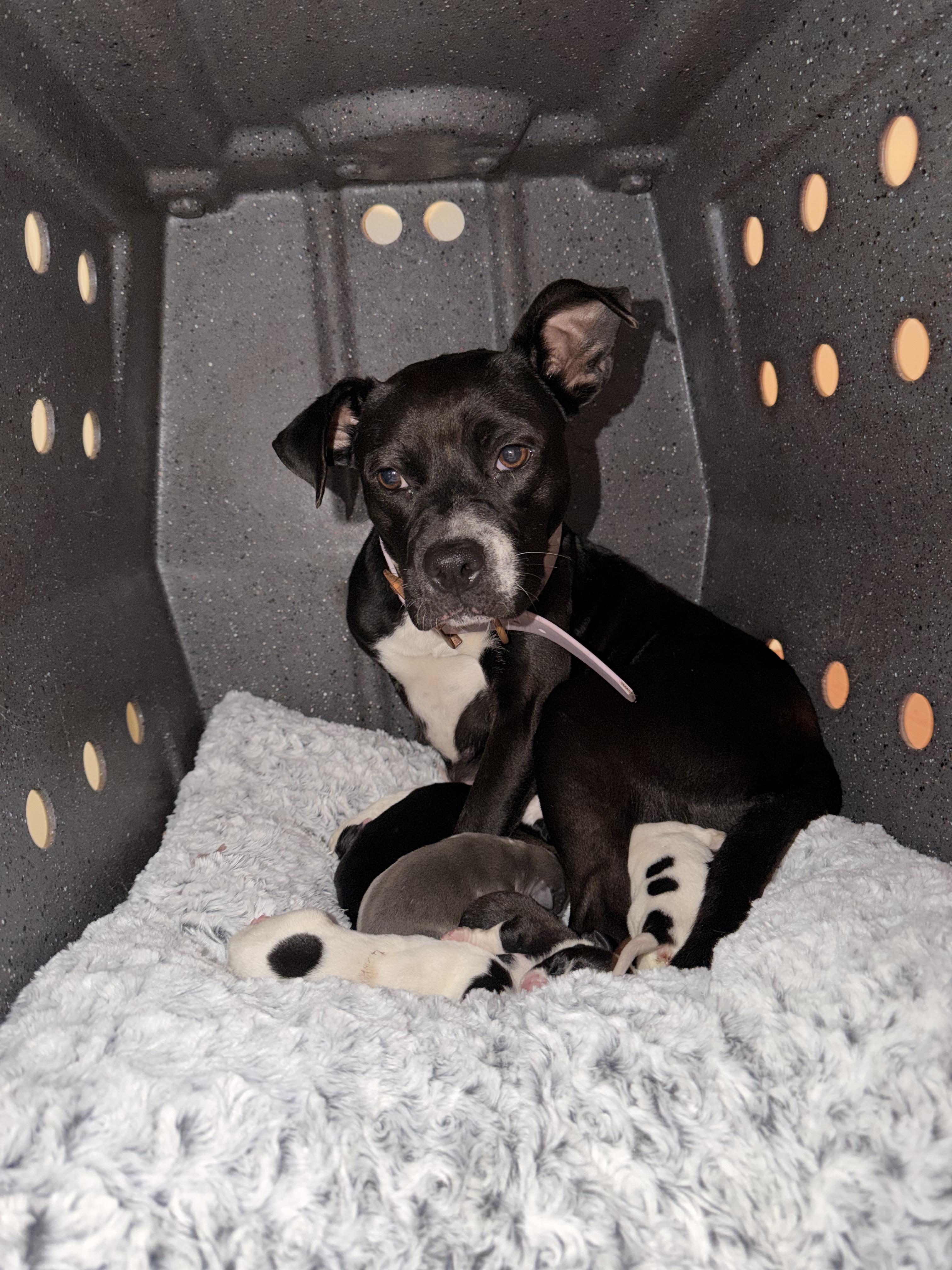 Enlarge Lil Momma, a ADOPTABLE American Staffordshire Terrier in Dallas, TX image 2/3