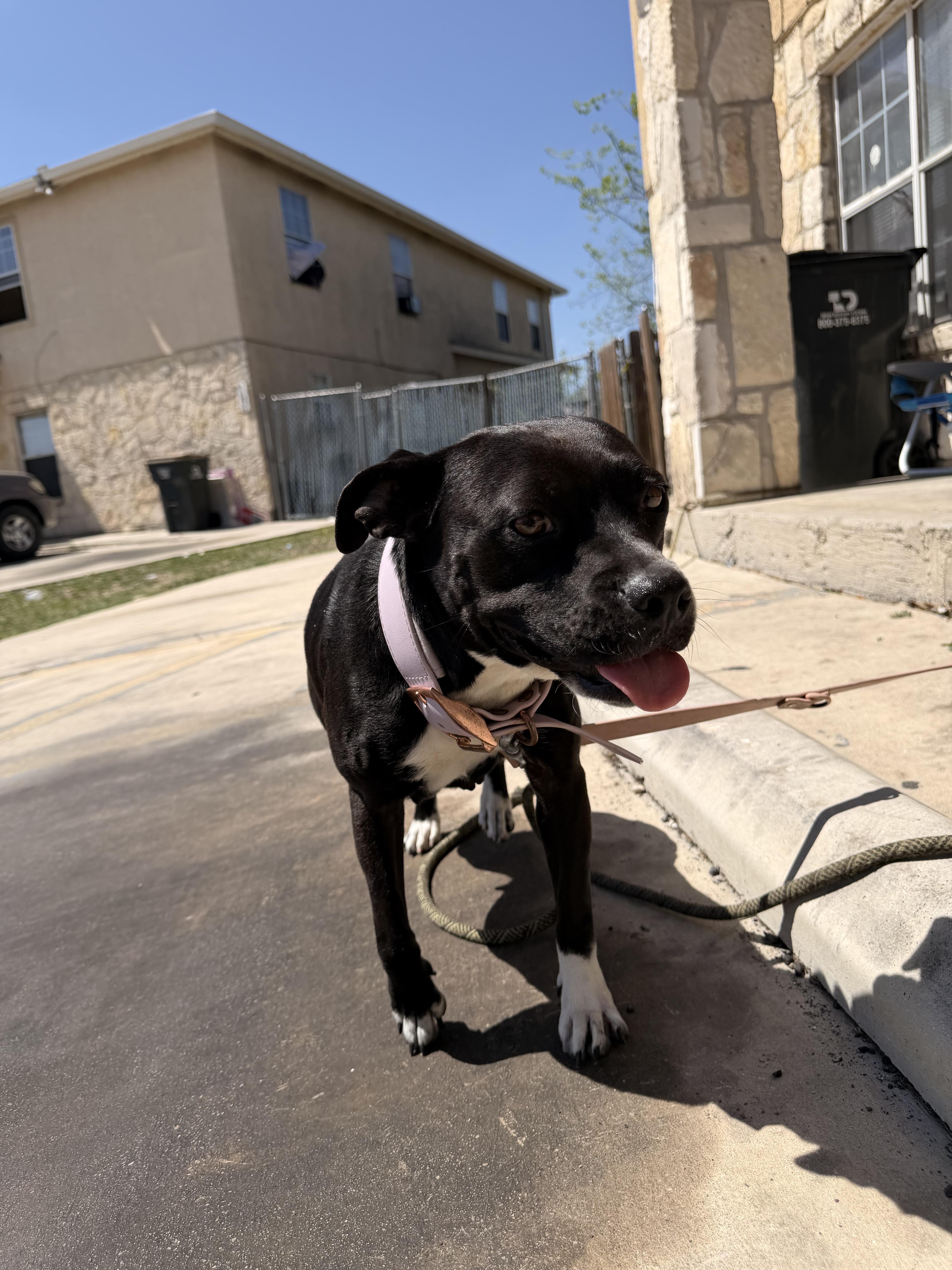 Lil Momma, ADOPTABLE, Young Female American Staffordshire Terrier.