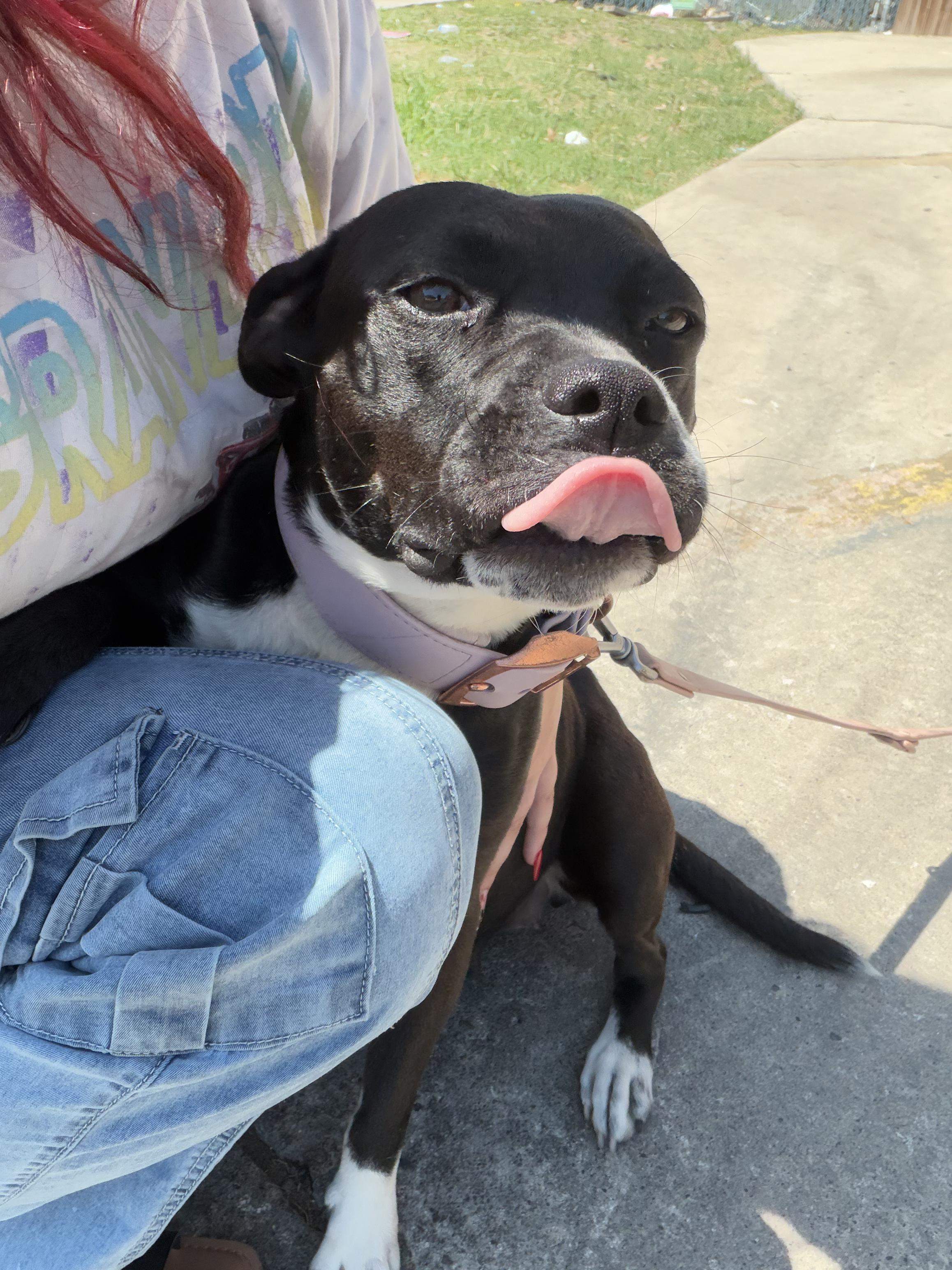 Enlarge Lil Momma, a ADOPTABLE American Staffordshire Terrier in Dallas, TX image 3/3