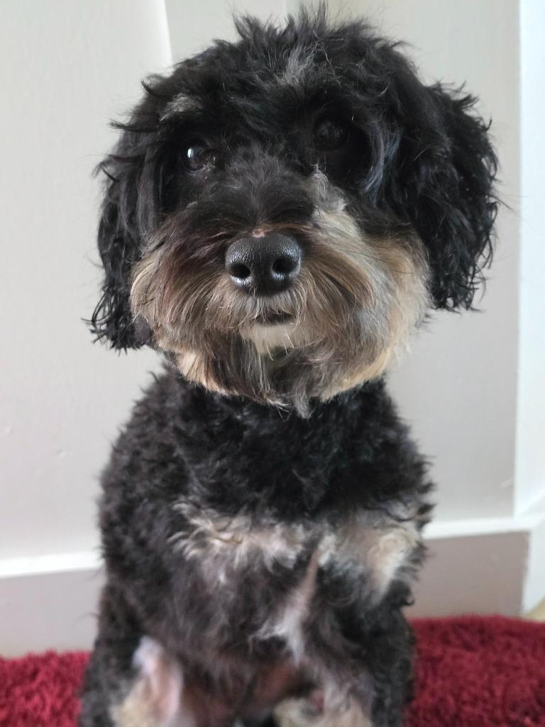 Wrigley, a Adoptable mixed breed in Decatur, IN image 1/4