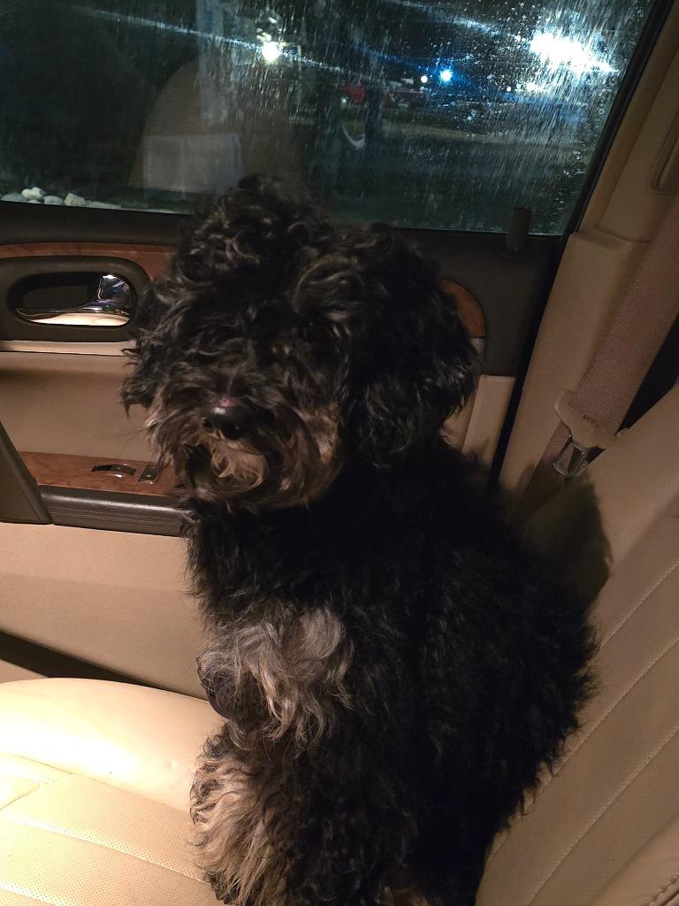 Wrigley, a Adoptable mixed breed in Decatur, IN image 4/4