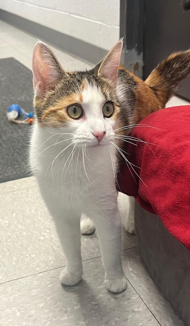 Enlarge Honey, a ADOPTABLE Domestic Short Hair in Edinburg, VA image 4/4