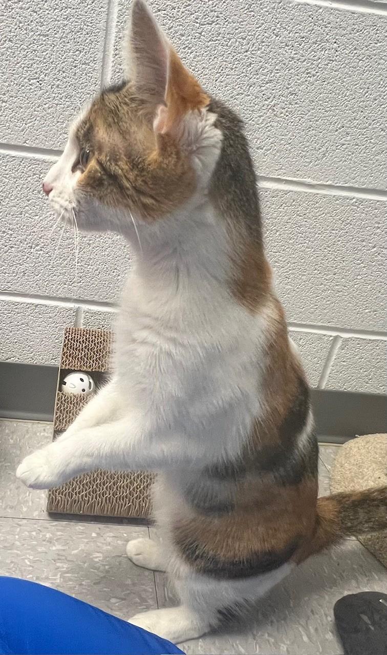 Enlarge Honey, a ADOPTABLE Domestic Short Hair in Edinburg, VA image 3/4