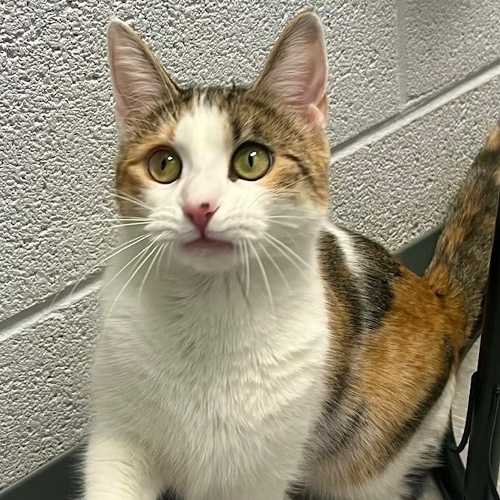 Honey, ADOPTABLE, Young Female Domestic Short Hair.