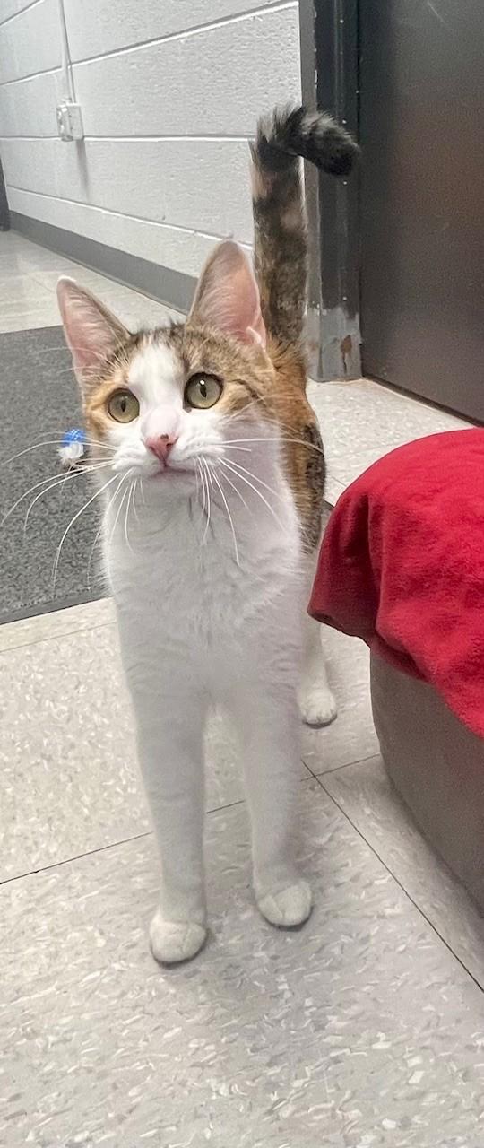 Enlarge Honey, a ADOPTABLE Domestic Short Hair in Edinburg, VA image 2/4