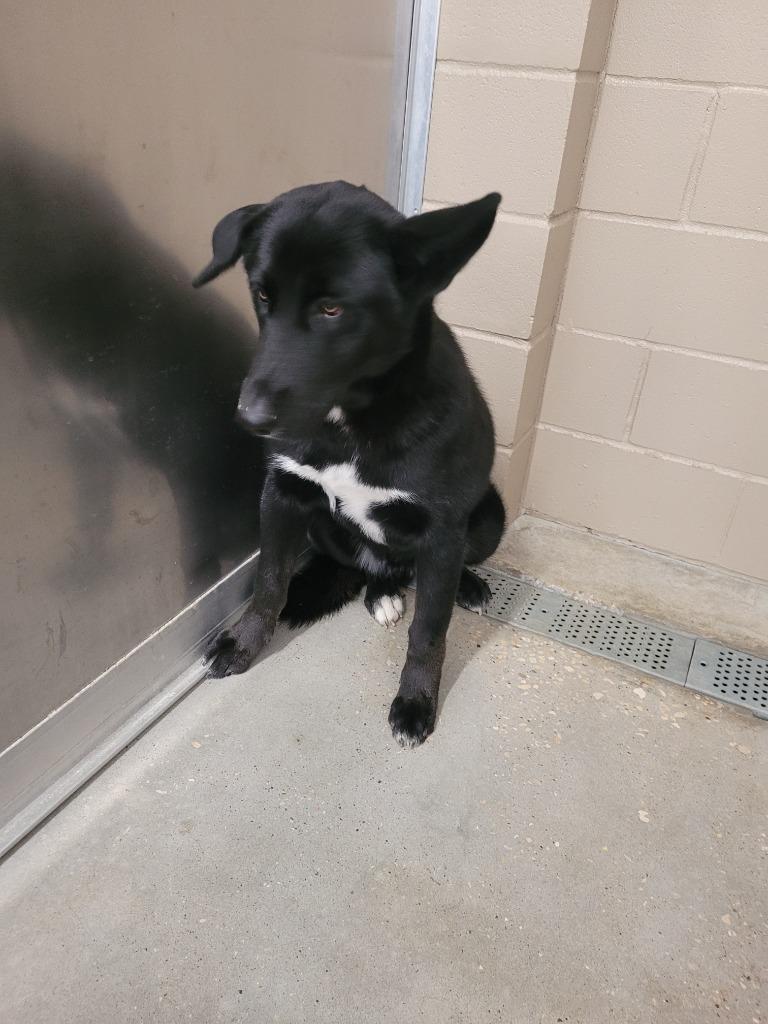 Bear, Adoptable, Young Male Labrador Retriever & German Shepherd Dog.