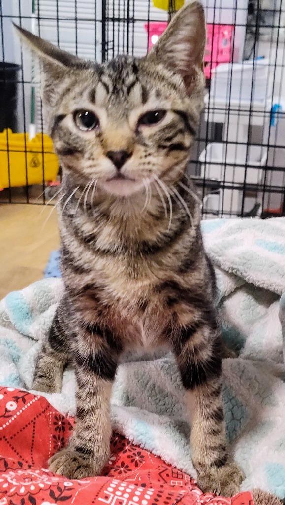 Juice, Adoptable, Young Male Domestic Short Hair.