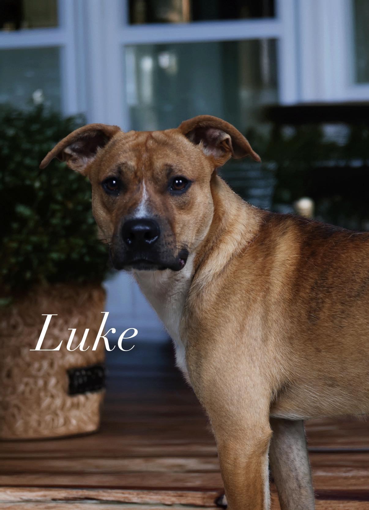 Enlarge Luke , a ADOPTABLE mixed breed in Shelbyville, IN image 1/2
