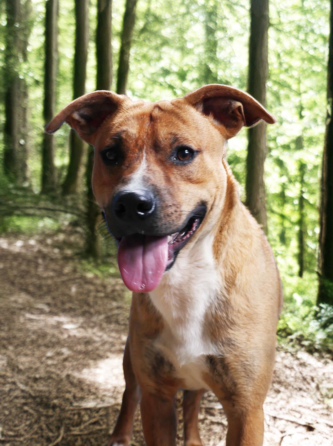 Enlarge Luke , a ADOPTABLE mixed breed in Shelbyville, IN image 2/2